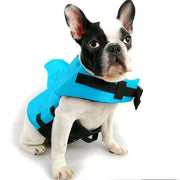 Blue dog life vest on a French Bulldog, ensuring safety and comfort for water activities.