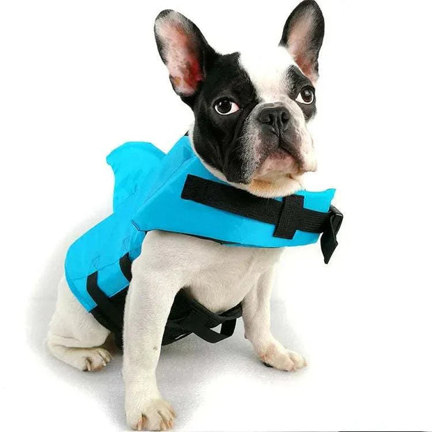 Blue dog life vest on a French Bulldog, ensuring safety and comfort for water activities.