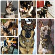 Heavy-Duty Dog Collar on various dogs showcasing durability and functionality.