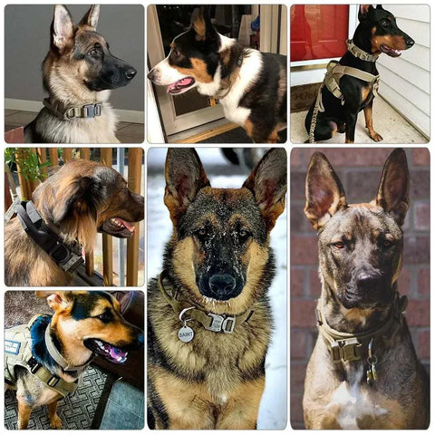 Heavy-Duty Dog Collar on various dogs showcasing durability and functionality.